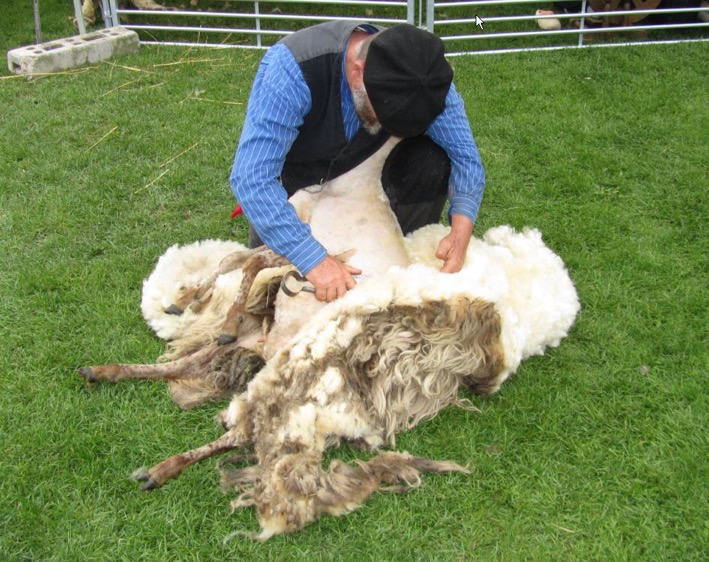 schapen scheren